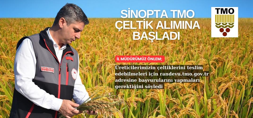 SİNOP'TA TMO ÇELTİK ALIMINA BAŞLADI